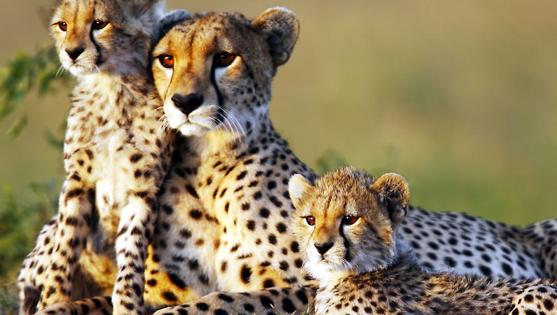 7-Days Tsavo East, Tsavo West, Amboseli, Lake Naivasha, and Masai Mara Safari