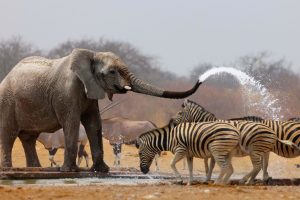 elephant-and-zebras