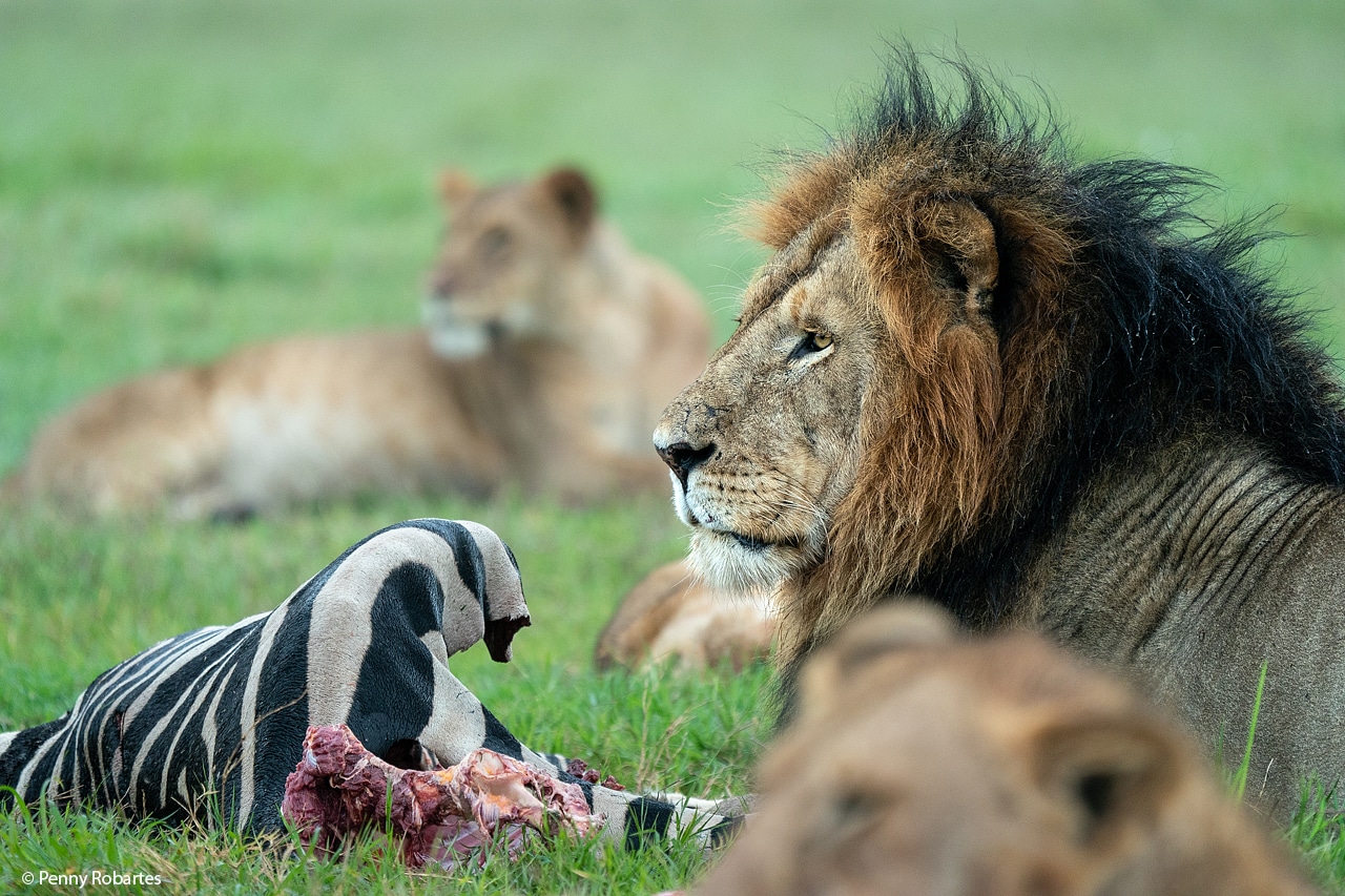 Read more about the article Ultimate Kenya Safari Adventure