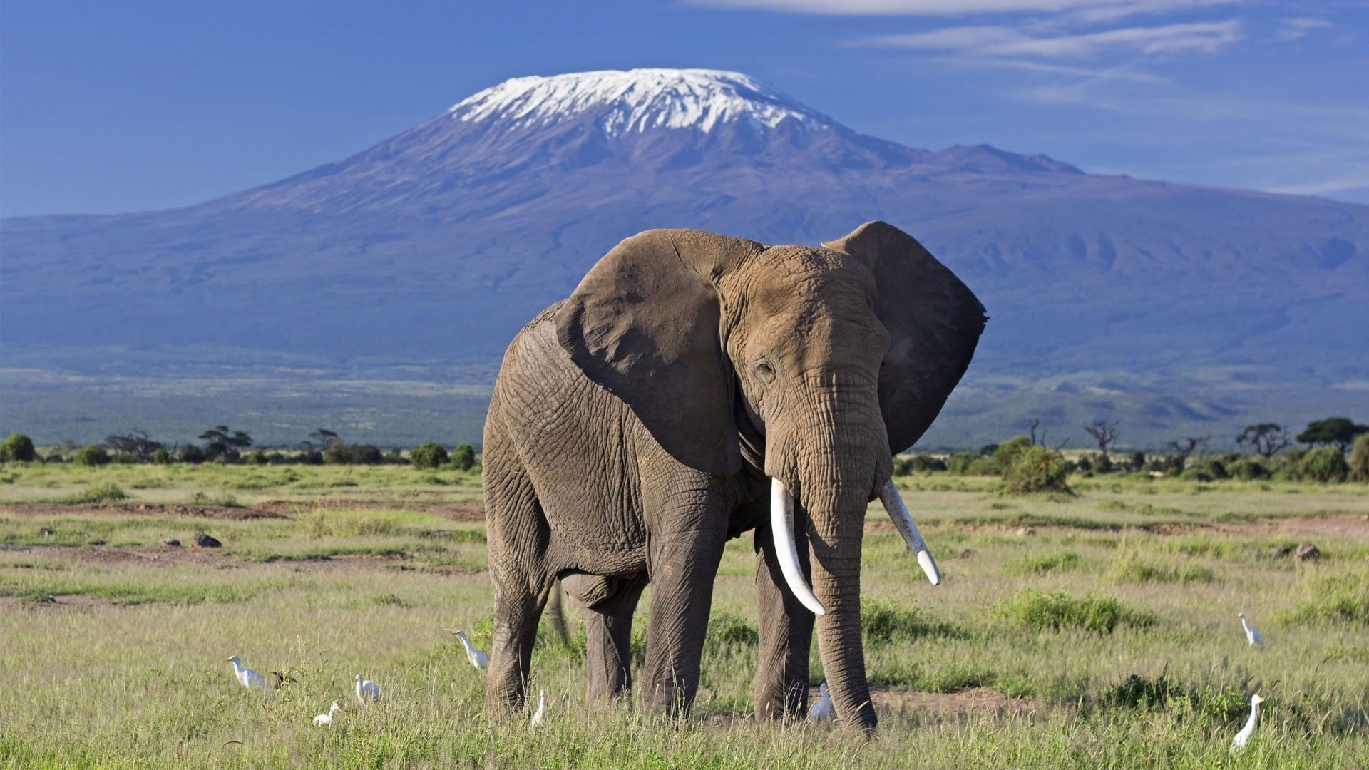 You are currently viewing 4 Days Tsavo East, Tsavo West, and Amboseli Safari